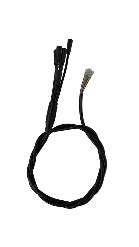 DRAGON THE BEAST DISPLAY HARNESS GEN 1